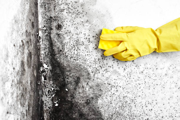 Best Fast Mold Removal  in Buchanan, GA