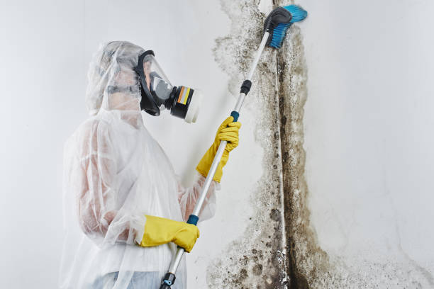 Best Toxic Mold Removal  in Buchanan, GA