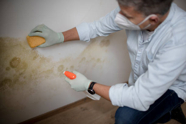 Best Mold Remediation  in Buchanan, GA