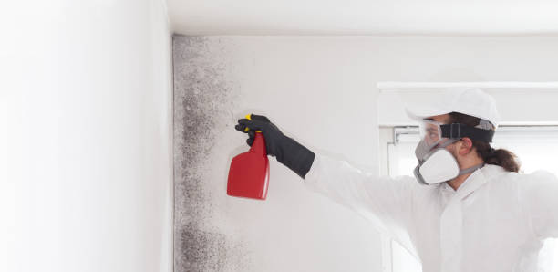 Best Mold Remediation Experts  in Buchanan, GA