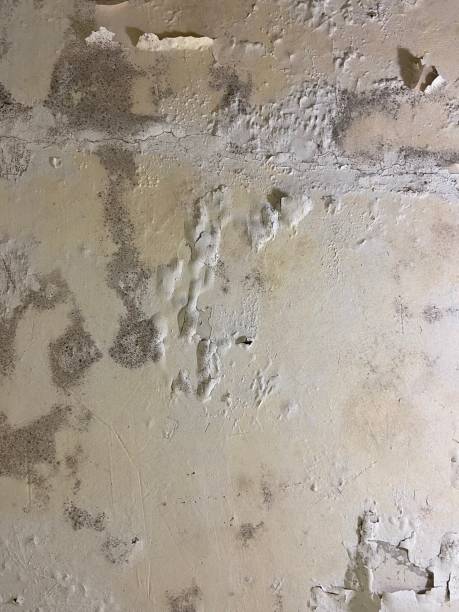 Best Best Mold Removal Companies  in Buchanan, GA