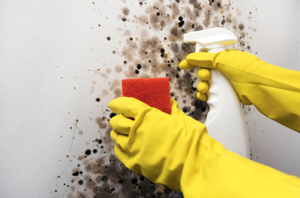 Best Crawl Space Mold Removal  in Buchanan, GA