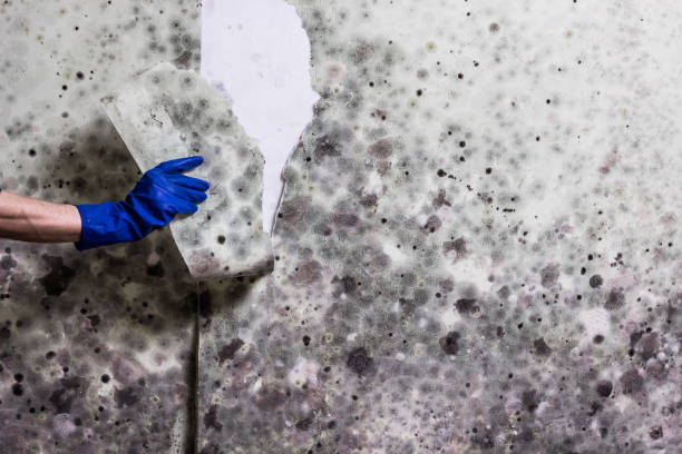 Best Residential Mold Removal  in Buchanan, GA